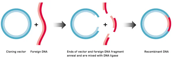 Κλωνοποίηση Γονιδίων Πλασμιδίδες Και Ανασυνδυασμένο Dna — Διανυσματικό Αρχείο