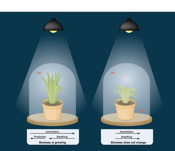 温室効果 植物の成長応答の変化は 高い周囲のCo2濃度に ガラス — ストックベクタ