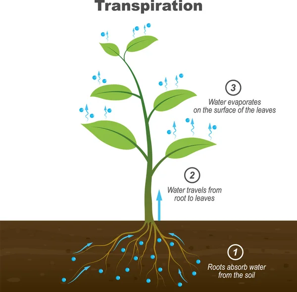 植物の蒸散期 植物の根は土壌から水を吸収し 根から葉に水が移動し 葉の表面で蒸発します 生物学イラストベクター — ストックベクタ