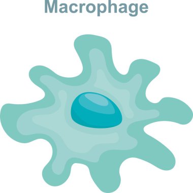 Kan hücreleri makrofaj hücre çizimi. Anatomi, biyoloji, bilim konsepti. Makrofajın Bilimsel Tasarımı. Beyaz Kan Hücre Yapısı. 