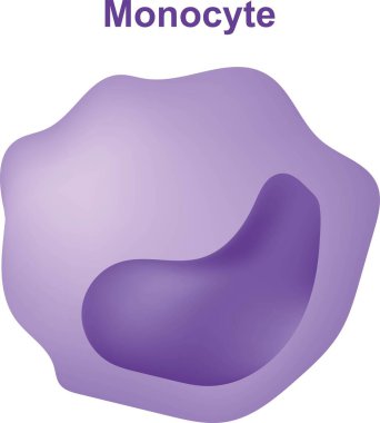 Monosit 'in Bilimsel Tasarımı. Aynı zamanda lökosit olarak da bilinir. Beyaz Kan Hücre Yapısı. Anatomi, biyoloji, bilim konsepti vektör çizimi.