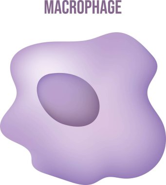 Makrofajın Bilimsel Tasarımı. Beyaz Kan Hücre Yapısı. Makrofajın bilimsel vektör çizimi.