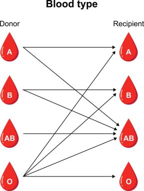 Alıcı ve Donör. Kan bağışı ve alımı için gruplar arasındaki uyumluluk. Tıp, eğitim ve bilim kullanımı için vektör diyagramı.