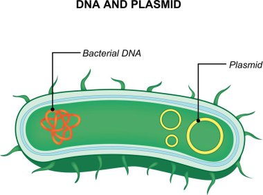 Bakteriyel DNA ve plazmid. Bakterinin çapraz kesitinde küçük bir ektrakromozom DNA molekülü var. Plazmidler. Vektör illüstrasyonu beyaz arkaplanda izole edildi.