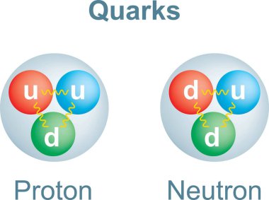 Proton ve nötron içindeki yukarı ve aşağı kuarkların vektör çizimi. Vektör illüstrasyonu beyaz arkaplanda izole edildi.
