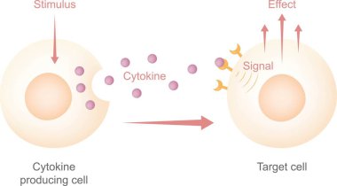 Sitokin Eğitim diyagramı. Sitokin hücresinin uyarıcı tarafından tetiklendiğini ve sitokinin hedef hücreye salındığını gösteriyor. Bu da biyolojik etkilere tepki veriyor. İnterferonlar, interlökinler, lenfokinler..
