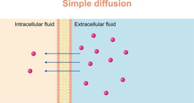 Basit bir difüzyon. Lipit bikatör boyunca basit bir difüzyon. Küçük moleküller ya da iyonlar lipid bilayer ya da plazma zar boyunca basit difüzyon yolu ile hücre içi sıvı.