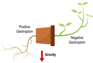 Biyoloji. Geotropism 'in (Gravitropism) bilimsel diyagramı. Yerçekimine tepki olarak bitkisel farklılıklar. Vektör İllüstrasyonu.