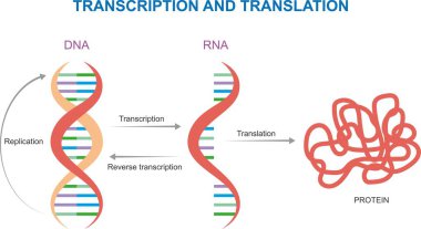 Biyoloji. Helix genetik yapısı. Bilimsel biyolojik model DNA ve RNA transkripsiyon ve çeviri vektörü illüstrasyonu beyaz arka planda izole edildi. Vektör illüstrasyonu.