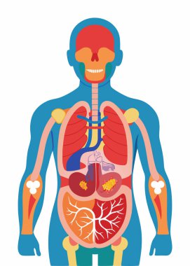 İnsan iç organların anatomisi