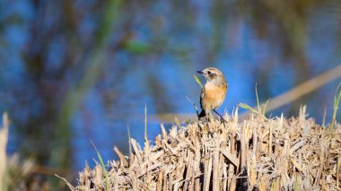 Sesimbra 'nın başkenti Lagoa Pequena' da güneşli bir günde uzun çimlerinin kenarında oturan Avrupalı taşçı..