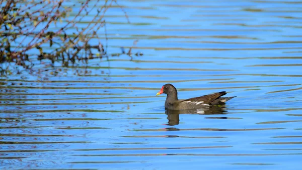 Moorhen swimming in the calm waters of Lagoa Pequena in Sesimbra.