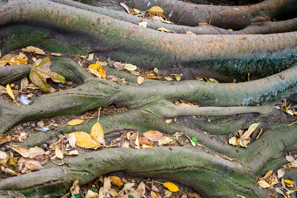 Very Old Tree Roots Garden Lisbon — Stock Photo, Image