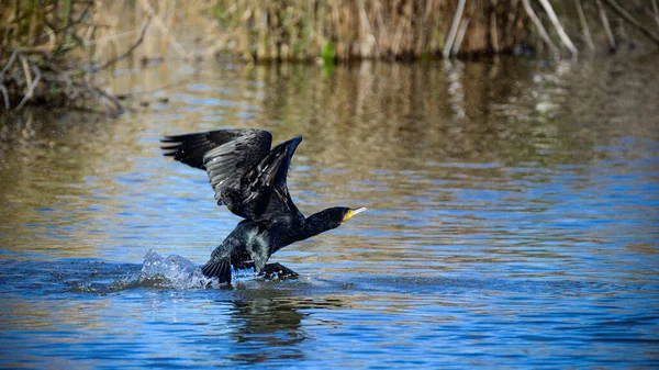 stock image Cormorant taking flight in the calm waters of Lagoa Pequena in Sesimbra.