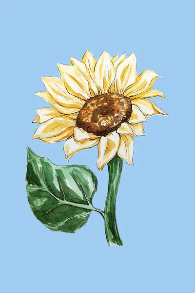 Sonnenblume Aquarell Gemalt Aquarellblume Gelb Sommer Landwirtschaft Element Für Dekoration — Stockfoto