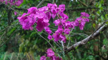 Güzel begonvil çiçekleri yeşil ağaçların arkasında