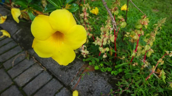 Hermosa Sorprendente Flor Amarilla Allamanda Cathartica —  Fotos de Stock