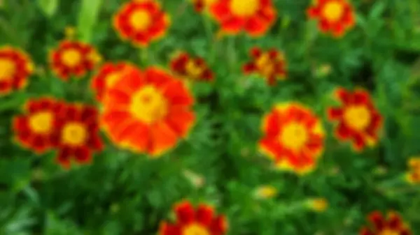 Blurry Hermosas Flores Rojas Amarillas Jardín —  Fotos de Stock