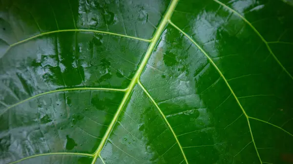 Textura Folha Verde Como Fundo — Fotografia de Stock