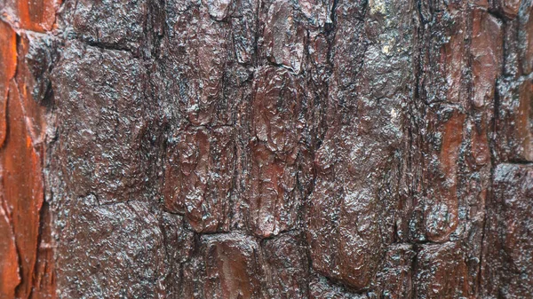 松树皮质地为背景 — 图库照片