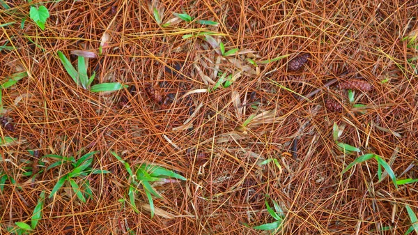 Daun Pinus Kering Sebagai Latar Belakang — Stok Foto