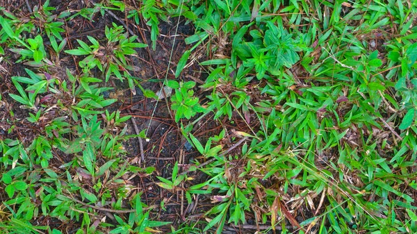 Sandig Jord Med Grönt Gräs Som Bakgrund — Stockfoto