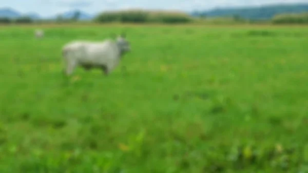 Krowy Środku Pola Ryżowego — Zdjęcie stockowe