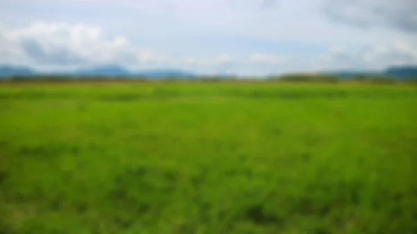 Pirinç Tarlasının Ortasında Inekler — Stok fotoğraf