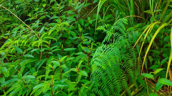 Зеленые Листья Фоне — стоковое фото