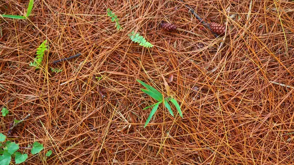 배경으로 건조한 소나무 — 스톡 사진