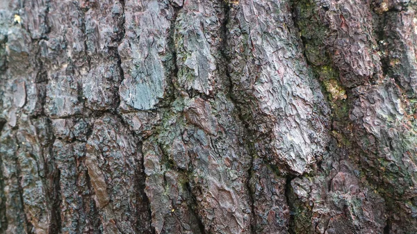 Pine Bark Texture Background — Stock Photo, Image