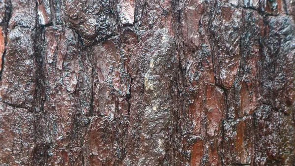 배경을 이루는 소나무 — 스톡 사진