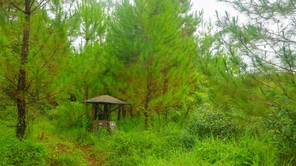 Yeşil Ağaçların Ortasında Küçük Bir Kulübe — Stok fotoğraf