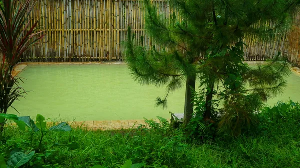 녹지와 아름다운 수영장 — 스톡 사진