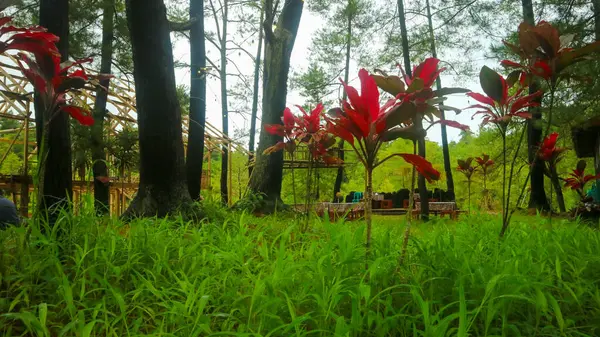 Plantas Rojas Hawaianas Con Hierba Verde —  Fotos de Stock