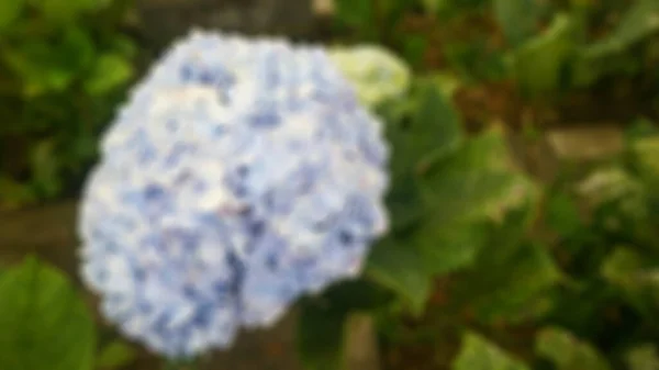 Hermosa Sorprendente Flor Hortensia Azul —  Fotos de Stock