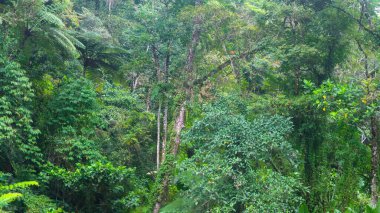 arka plan olarak güzel yeşil ağaçlar