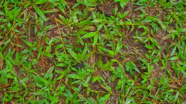Arka Planda Yeşil Çimlerle Yere Düşen Çam Kozalakları — Stok fotoğraf