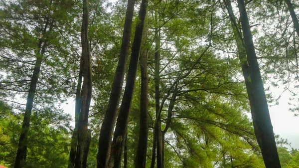 Pohon Pinus Yang Indah Terlihat Dari Bawah — Stok Foto