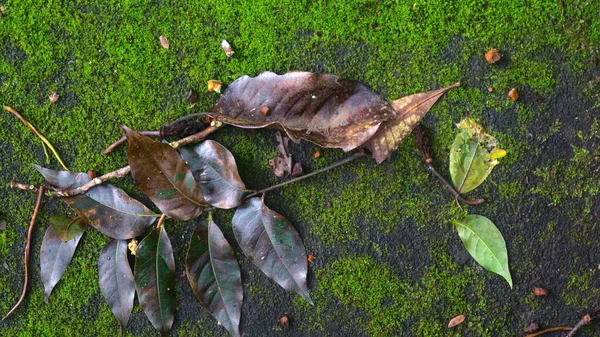 落ち葉のモシーコンクリートロードテクスチャ — ストック写真