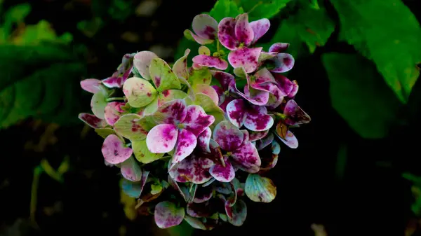 Indah Dan Menakjubkan Hydrangea Bunga — Stok Foto