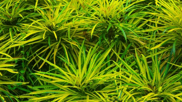 Красивые Желтые Зеленые Листья Качестве Фона — стоковое фото