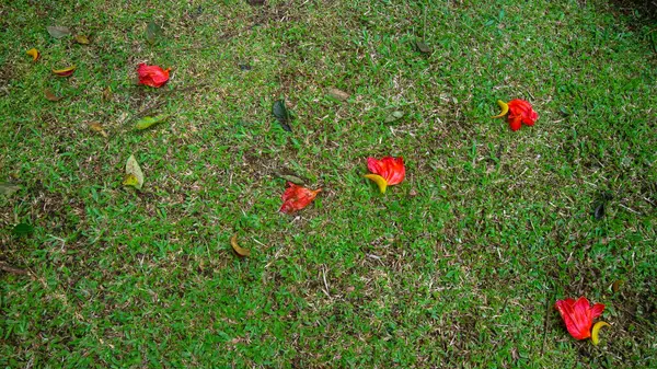 Hierba Verde Con Flores Rojas Cayendo Como Fondo —  Fotos de Stock