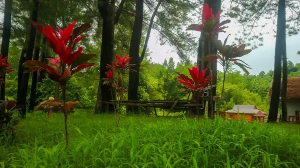 緑の草を持つ赤いハワイのタイの植物 — ストック写真