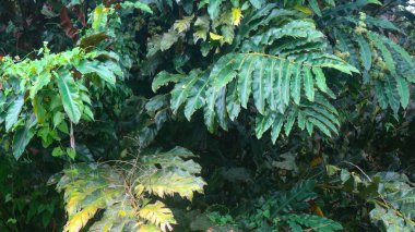 Arka plan olarak güzel yeşil yaprakları