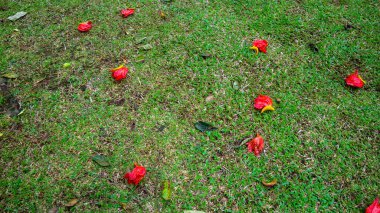 Kırmızı çiçekli yeşil çimenler düşüyor. arkaplan olarak
