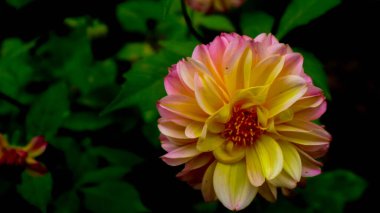 Güzel ve inanılmaz pembe sarı yıldız çiçeği