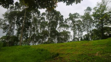 Güzel ağaçlı çimenli tepe