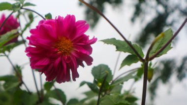 Güzel ve inanılmaz pembe yıldız çiçeği.