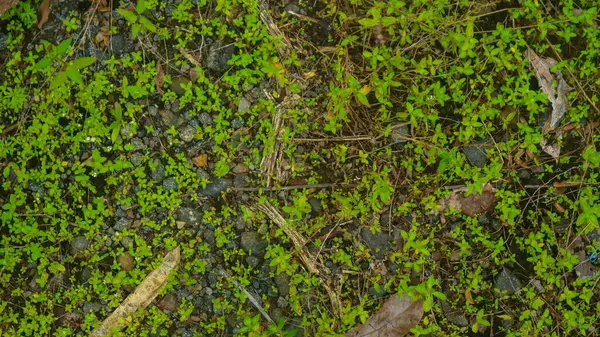 Sziklás Talaj Zöld Vadon Termő Növényekkel — Stock Fotó